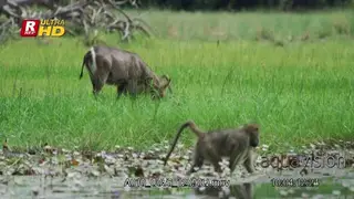 Waterbuck walking among Chacma Baboons feeding on grass.