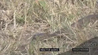 Mozambique Spitting Cobra crawling through grass MLS PAN