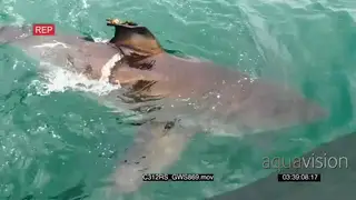 Great white shark hunting swimming past TOPSIDE PAN