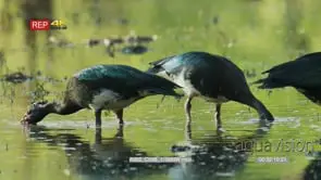 Flock of spur-winged goose feeding heads underwater