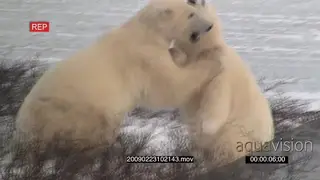 A pair of polar bears aggressively play fighting