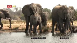 African Elephant family together drinking in a lake with one calf laying down MS