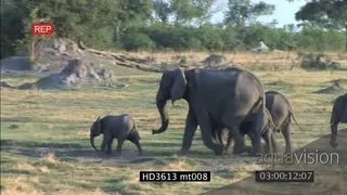 African Elephant herd with young calves AmCam WS