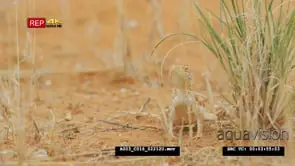 Medium close up shot of ground agama in grass
