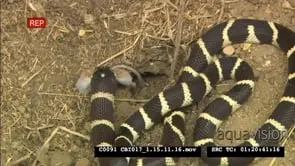 California Kingsnake hunting, enters field mouse burrow and catch and eat mouse