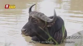 Cape Buffalo laying in a body of water.
