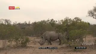 Two male white rhinos grazing in woodland