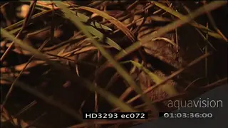 Pangolin standing moving around NIGHT CU ZO MS