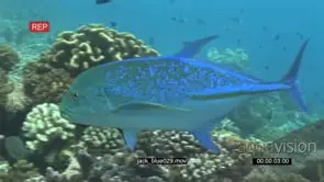 Bluefin Kingfish swimming and turning on coral reef underwater in ocean and school of…