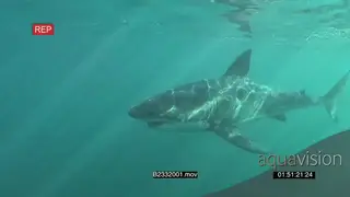 Great white shark gently swimming underwater in ocean passing by camera and a cage with.