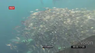 Common Dolphins Cape fur Seals circling feeding of Sardine baitball as Cape Gannets dive.