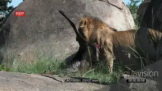African Lion feeding on a kill on rocks in bushveld MLS HAND