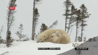 Polar bear mother resting cuddling with cubs Protective behaviour