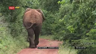 African Elephant walking away from camera in bushveld LS HAND