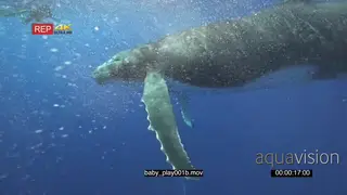 Humpback whale calf at surface swimming past divers UW