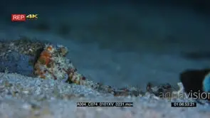 Close up shot of Veined octopus or coconut octopus hiding in a tube when it grabs a flat.