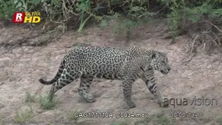 Jaguar walking on riverbank