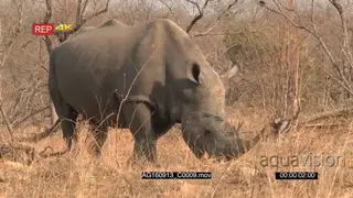 Male white rhino grazing
