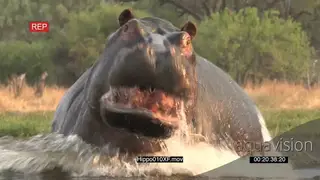 Bull hippo charging towards camera MCU