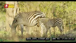 Plains Female zebra and young foal walking, feeding on grass and looking around.