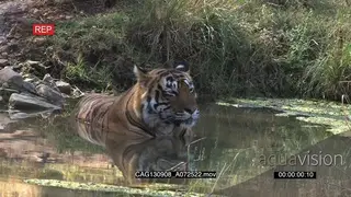 Tiger resting inside pond looking around MLS ZI MS