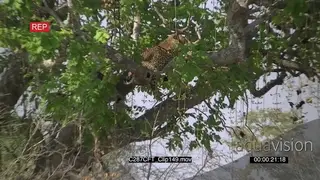 Leopard (Panthera pardus) camouflaged in tree AmCam