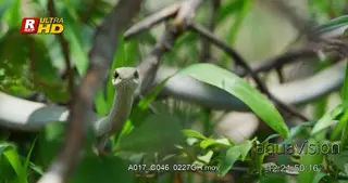 Boomslang looking towards the camera across tree branches and leaves.