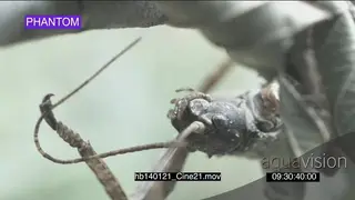 Thorny devil stick insect chewing playing with antenna