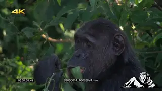 Chimpanzee sitting and feeding on leaves. Medium Close-Up.