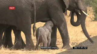 African elephant baby suckle from mother