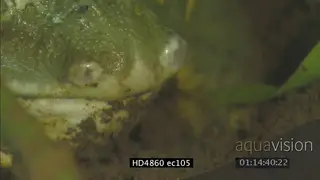 Bullfrog feeding CU