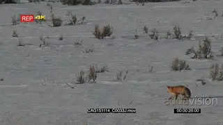 Red Fox standing and stalking on prairie WS