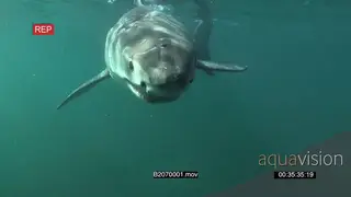 Great white shark gently swimming underwater in ocean passing bait line and camera UW HAND