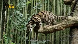 Clouded Leopard crouching on a tree branch while hunting.