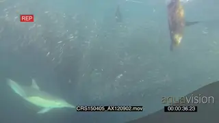 Cape fur seals Common Dolphins Bryde's Whale swimming through feeding on Sardine baitball.