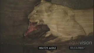Female lion eating a dead buffalo MCU PAN