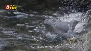 Dipper wading low underwater, foraging and feeding on aquatic food
