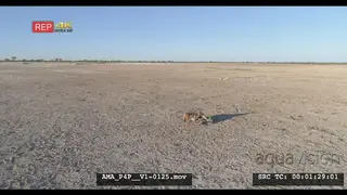Aerial Drone shot Black-backed jackal scavenging off carcass in open veld
