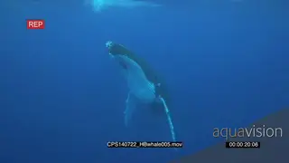 Humpback Whale swimming up out of deep blue towards surface MLS HAND
