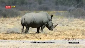 White rhino covers the poop it just made in sand and walk away