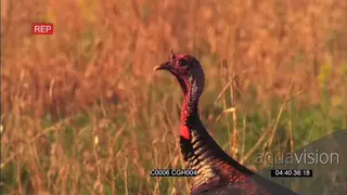 Turkey walking and foraging MS
