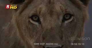 XCU of an African male Lion face, looking towards the camera and away.