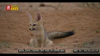 Close up shot of cape fox at its burrow when another one comes out