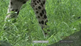 Cheetah hunting stalking Warthogs in the distance slowly sneaking through bushes laying.