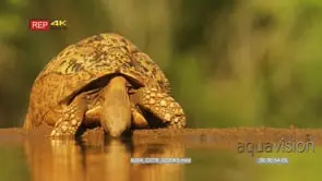 Leopard tortoise drinking water