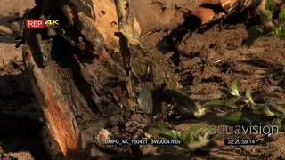 Dung beetle rolling dung GENERAL BEHAVIOUR