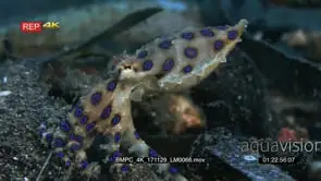 A pair of blue-ringed octopus, Hapalochaena sp mating.