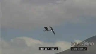 African Fish Eagle courtship display in mid air, Talon clasping behaviour WS