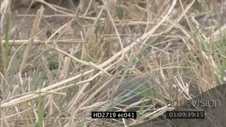 Mozambique Spitting Cobra laying on grass looking around then crawling away MLS ZI MS PAN