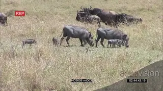 Warthog Family and a large Blue Wildebeest herd grazing on savannah grassland AmCam